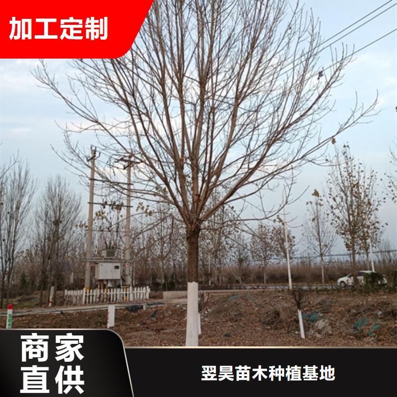 法桐价格种植基地绿化苗木