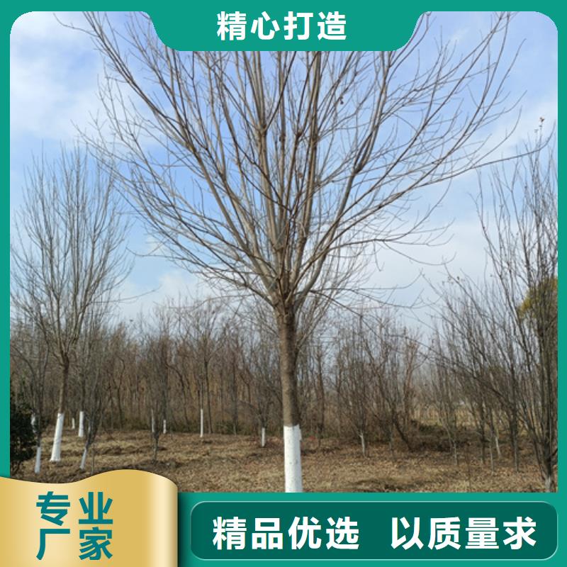 法桐价格种植基地绿化乔木