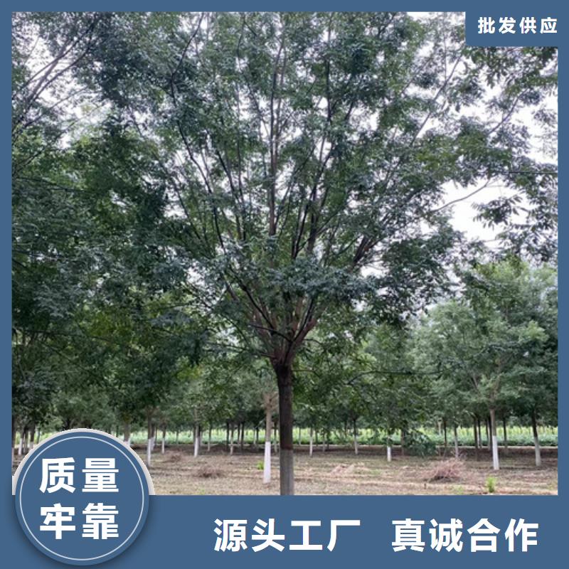 性价比高的法桐