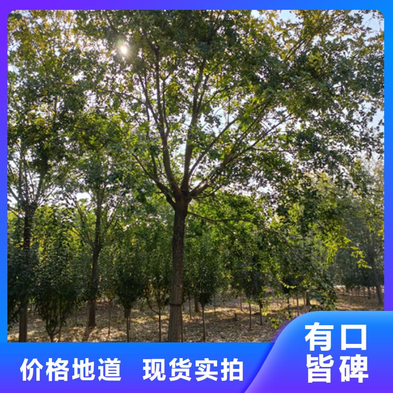 翌昊苗木种植基地法桐值得信赖