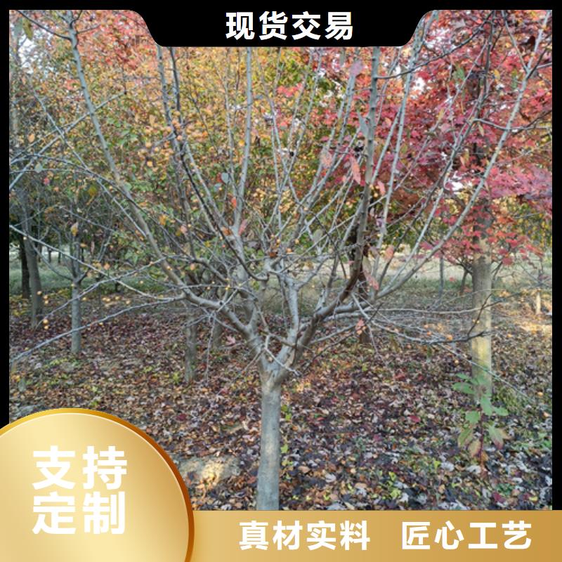 选购速生法桐认准翌昊苗木种植基地