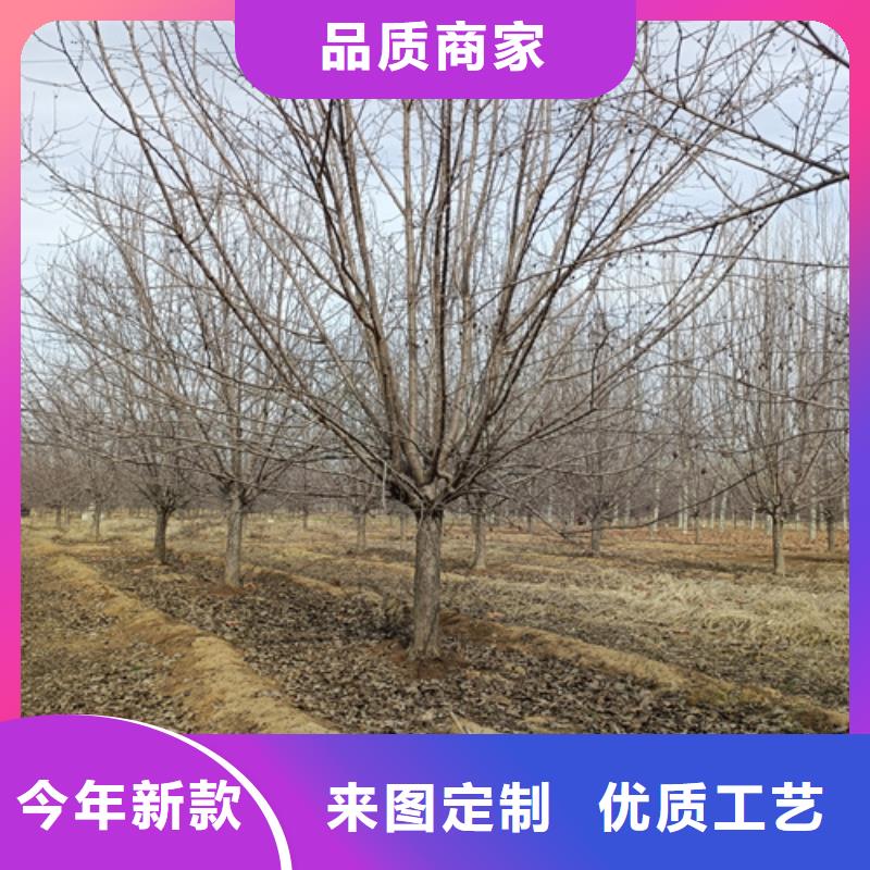 法桐价格质量保证绿化苗木