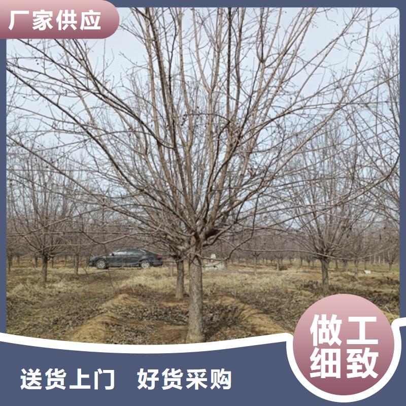 翌昊苗木种植基地法桐值得信赖