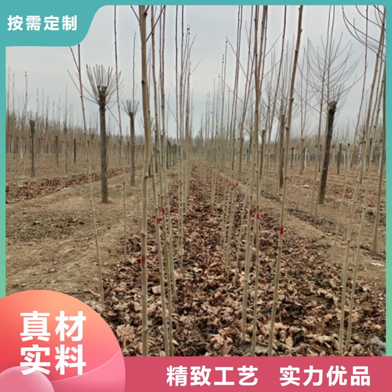 造型法桐厂家-找翌昊苗木种植基地