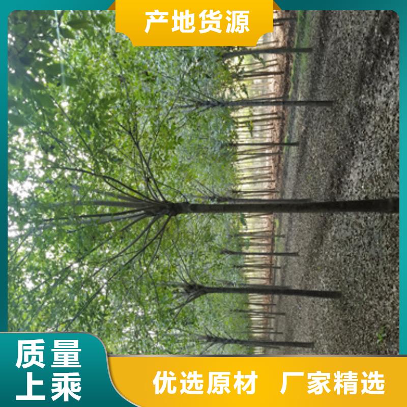 法桐价格种植基地绿化苗木