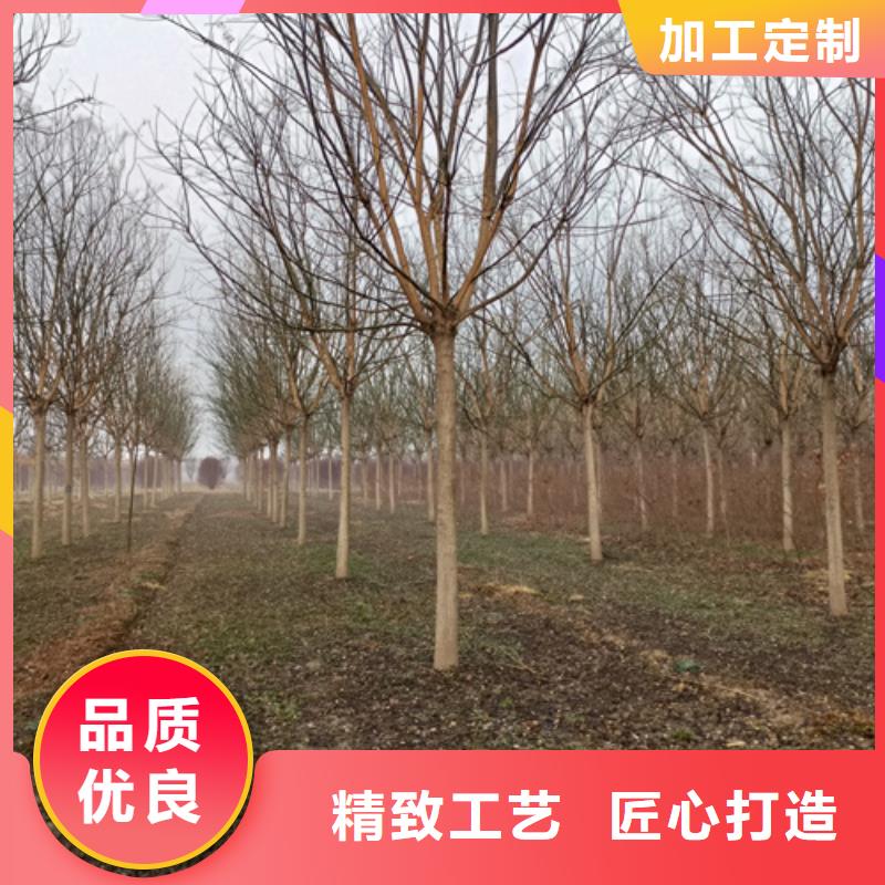 法桐种植基地绿化乔木