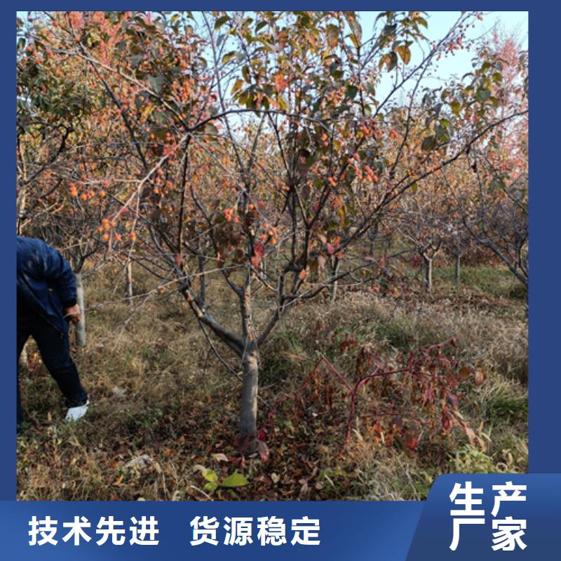 法桐小苗种植基地绿化乔木