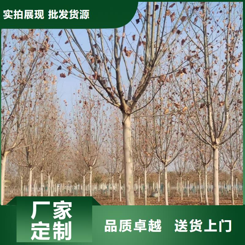 《广安》当地法桐小苗种植基地绿化乔木