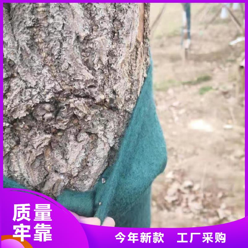 【裹树布】玻纤格栅现货充足