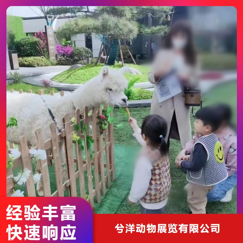 【马戏团/羊驼小香猪宠物出租免费咨询】