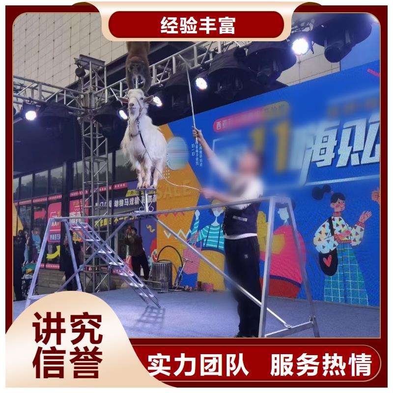 马戏团/羊驼_【出租企鹅表演】效果满意为止