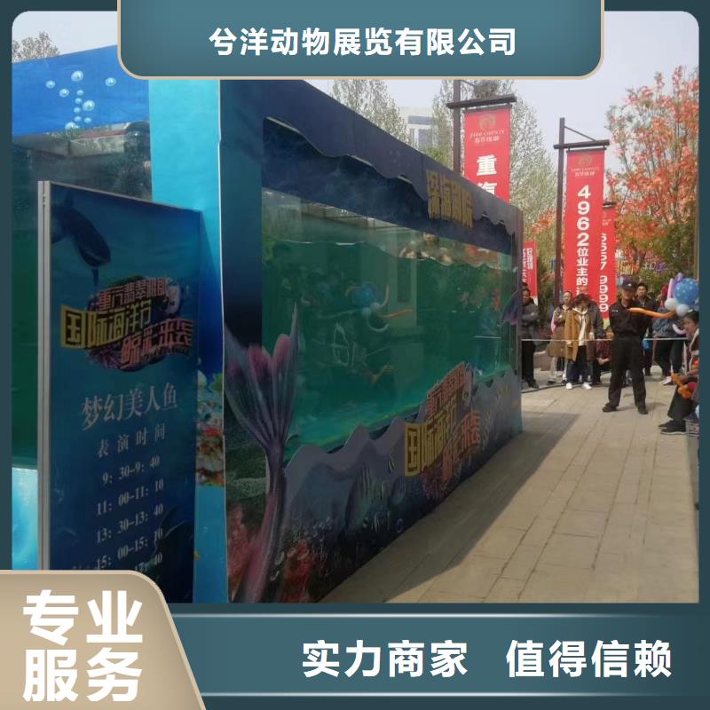 丽江同城哪有出租海洋展的实力强
