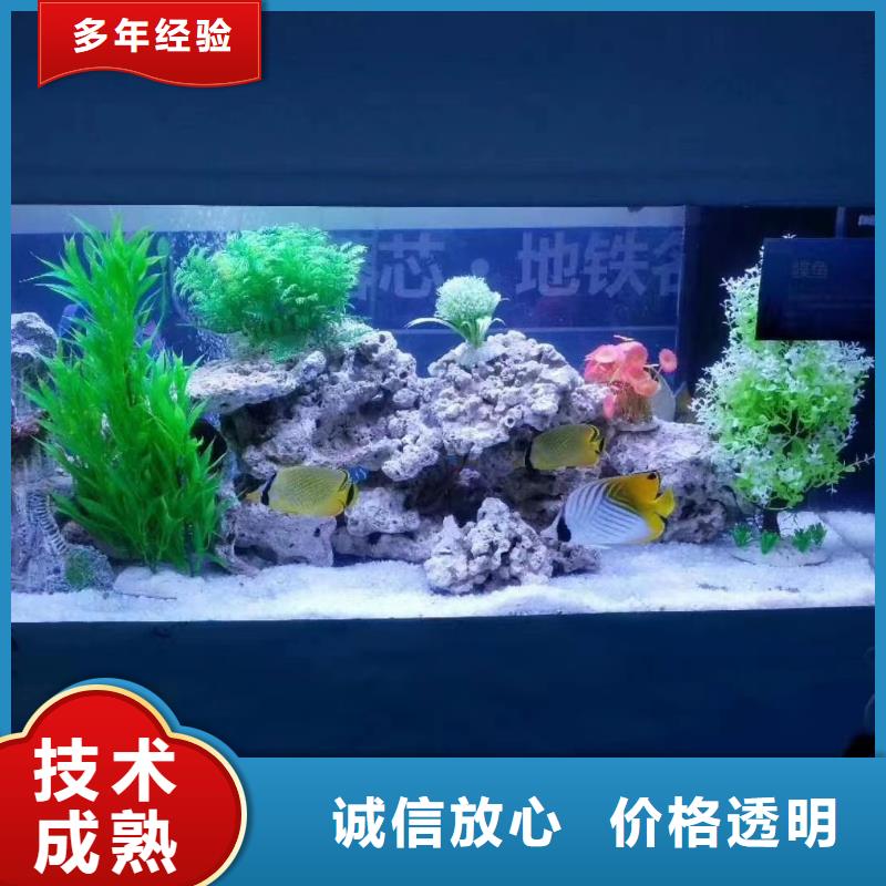 海狮表演暖场气氛