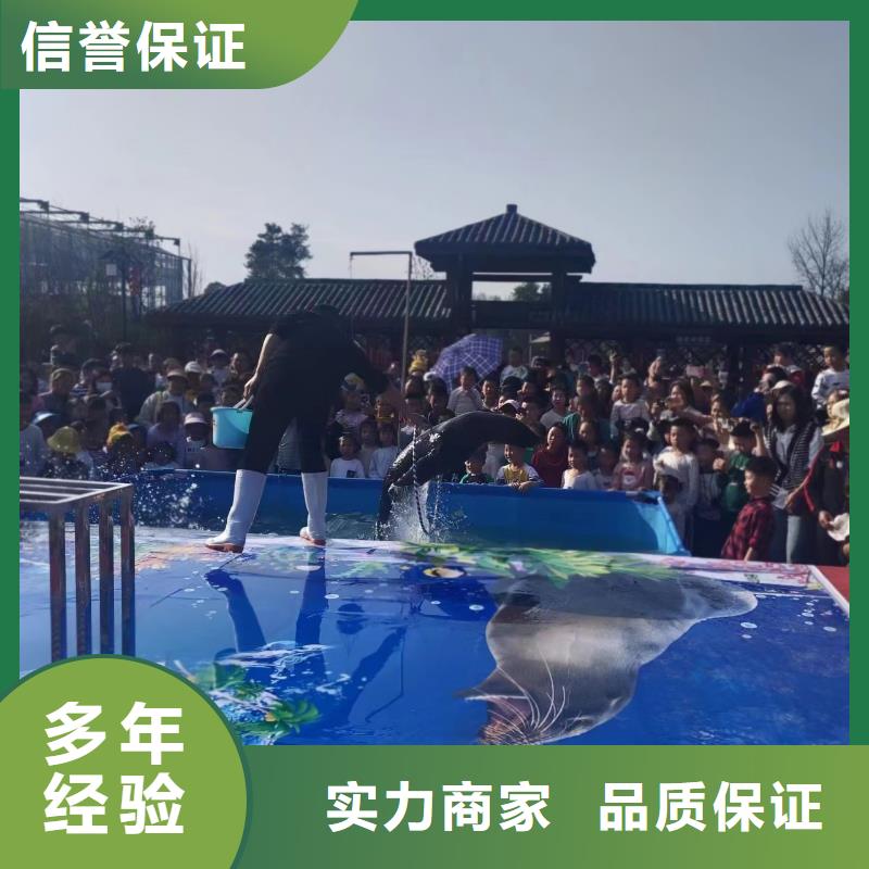葫芦岛当地哪有出租海狮表演的丰富多彩
