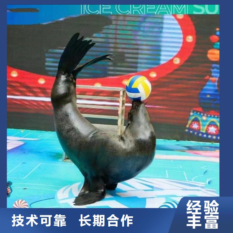 海洋主题动物表演海狮表演出租方便快捷
