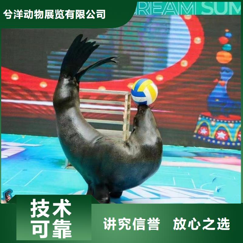 海洋主题动物表演鹦鹉表演专业团队