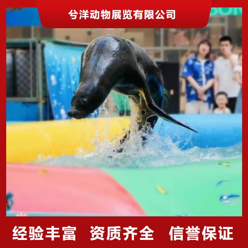 海洋主题动物表演海狮表演出租方便快捷