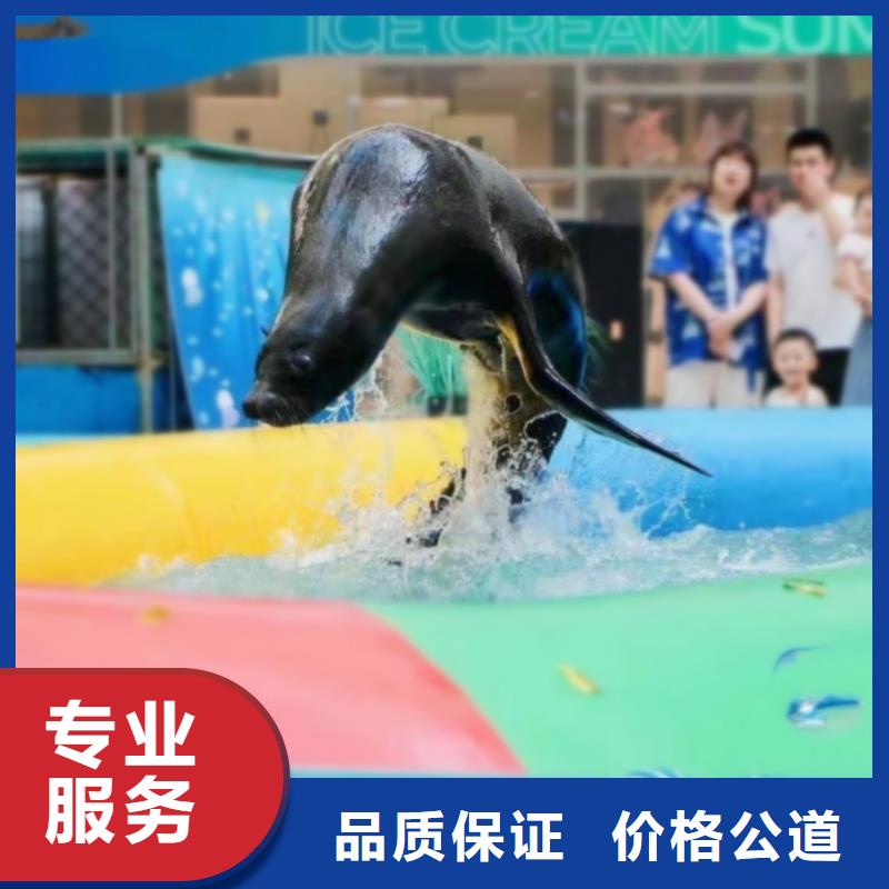 选购【兮洋】海狮表演活动方案