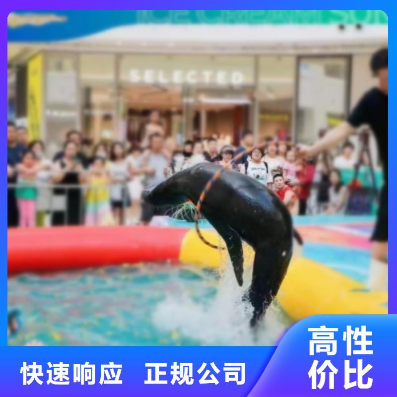 海洋主题动物表演海狮表演出租价格美丽
