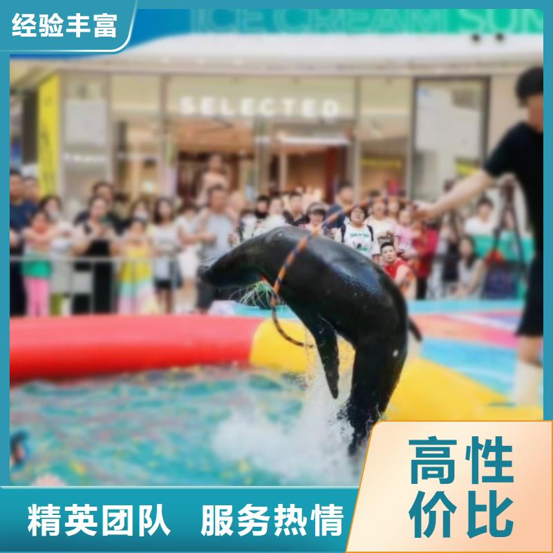 随叫随到<兮洋>海洋主题动物表演,海狮表演出租先进的技术