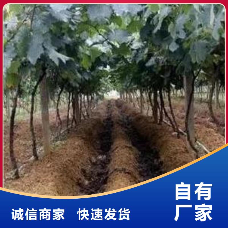广东阳江阳春发酵有机肥地址在哪