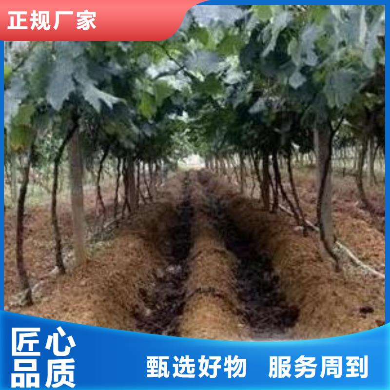 【香满路】深圳市平湖街道鸡粪有机肥肥沃农田