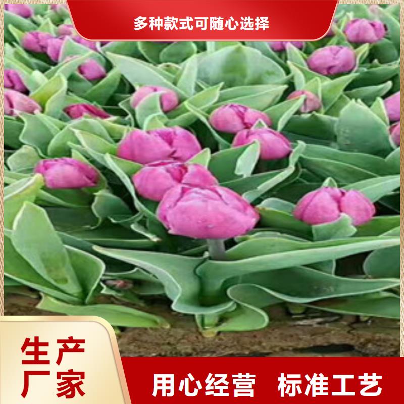 【时令草花花海景观工程一站式采购商家】