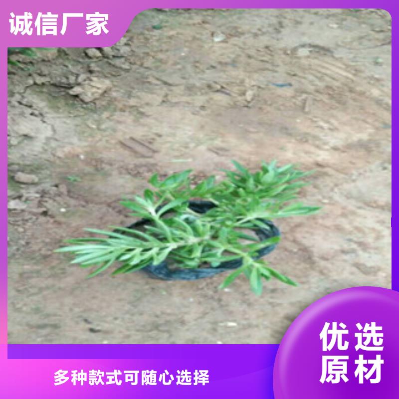 时令草花,花海景观工程从源头保证品质