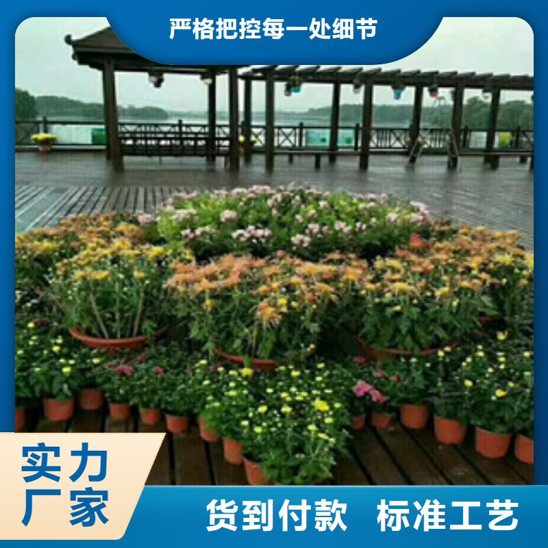 时令草花_耐寒耐旱草花基地客户满意度高