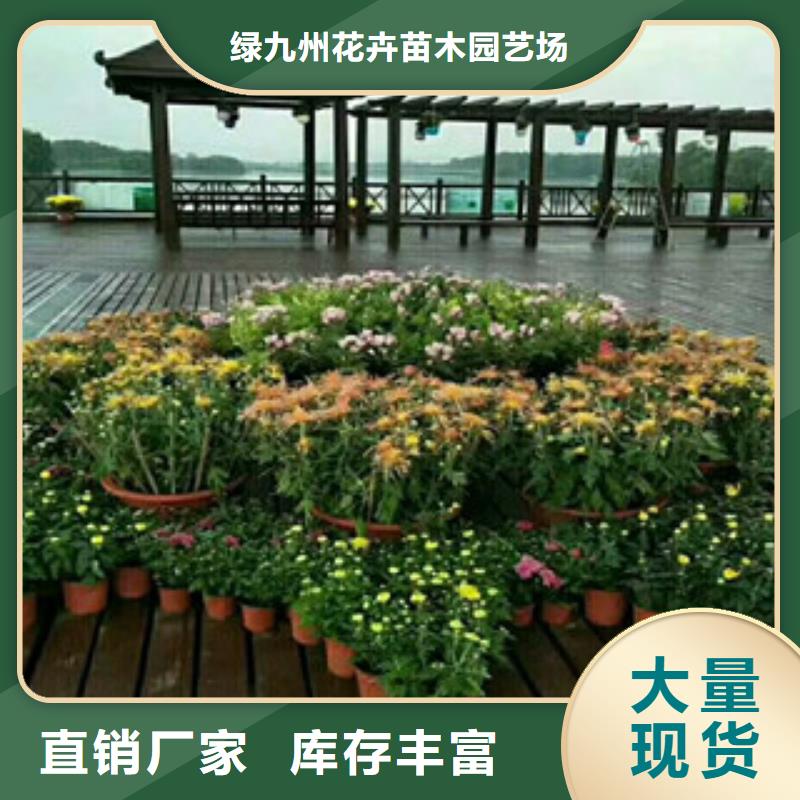 时令草花,花海景观工程从源头保证品质