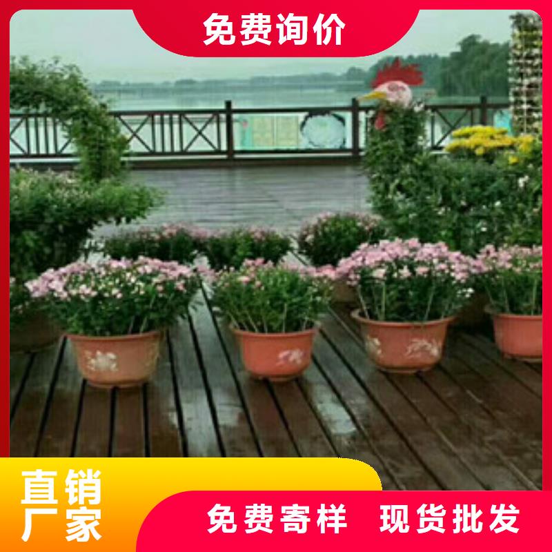 时令草花,花海景观工程从源头保证品质