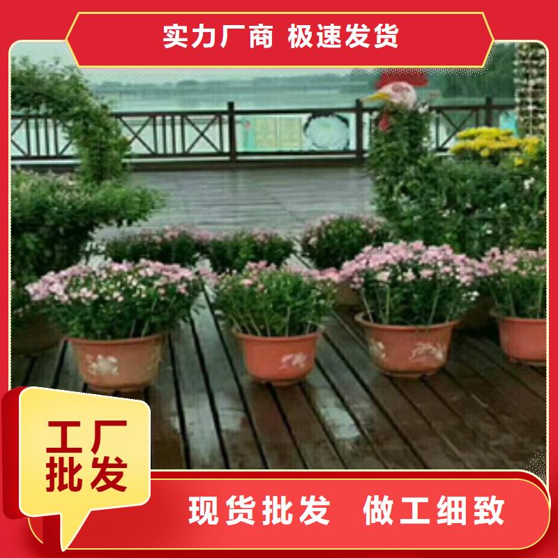 时令草花宿根花卉基地源头厂商