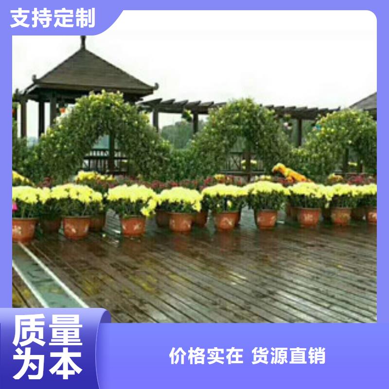 【时令草花鲁冰花/粉黛乱子草生产经验丰富】