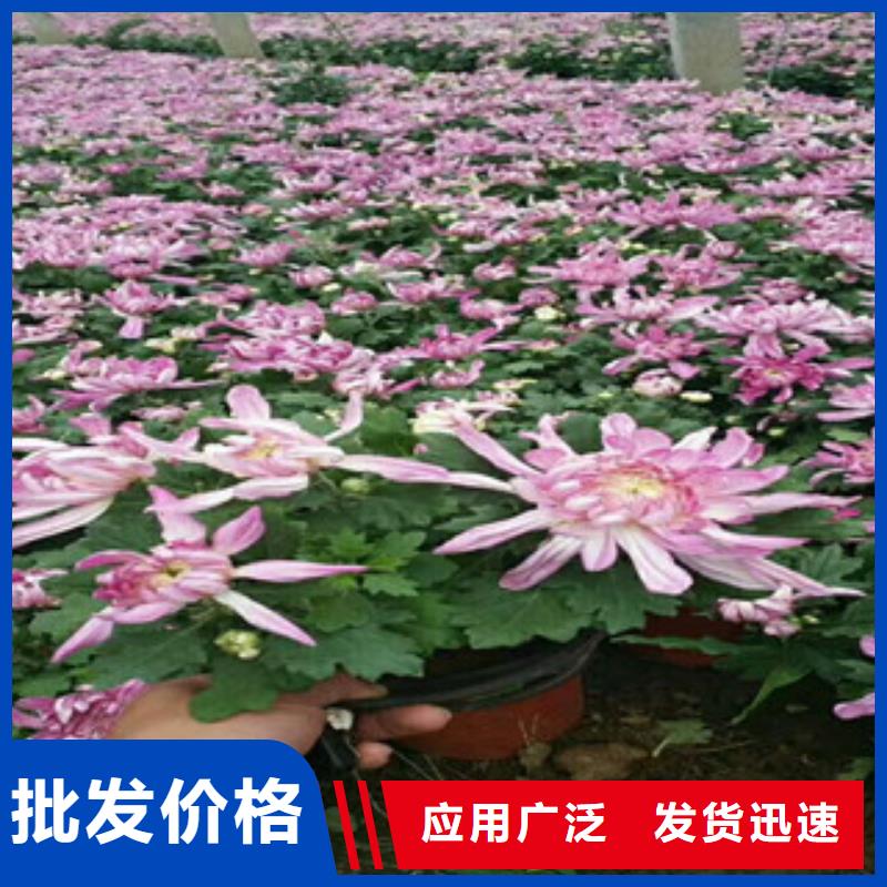 【时令草花耐寒耐旱草花基地当地货源】