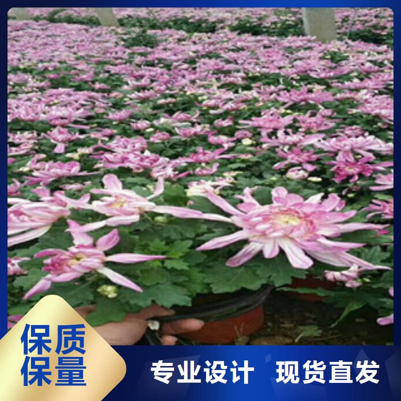 时令草花【柳叶马鞭草/薰衣草】免费询价