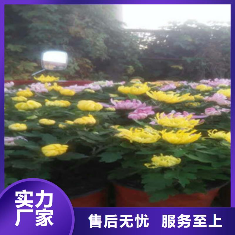 【时令草花柳叶马鞭草/薰衣草好产品放心购】