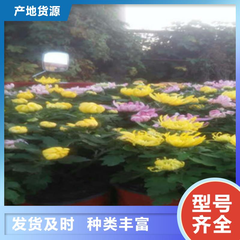 时令草花【柳叶马鞭草/薰衣草】免费询价