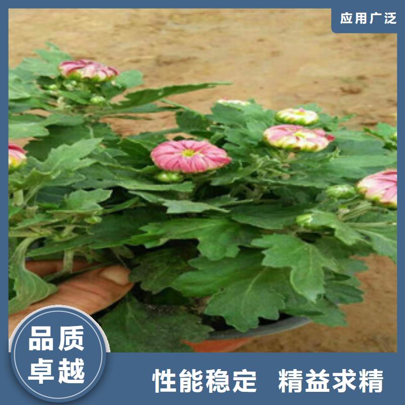 【时令草花】时令花卉/绿化草花价格快速发货