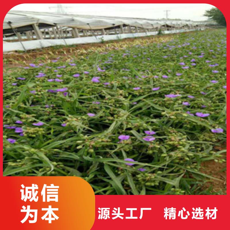 时令草花花海景观工程快速报价