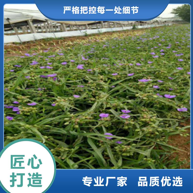 时令草花【水生植物/荷花睡莲】产品参数