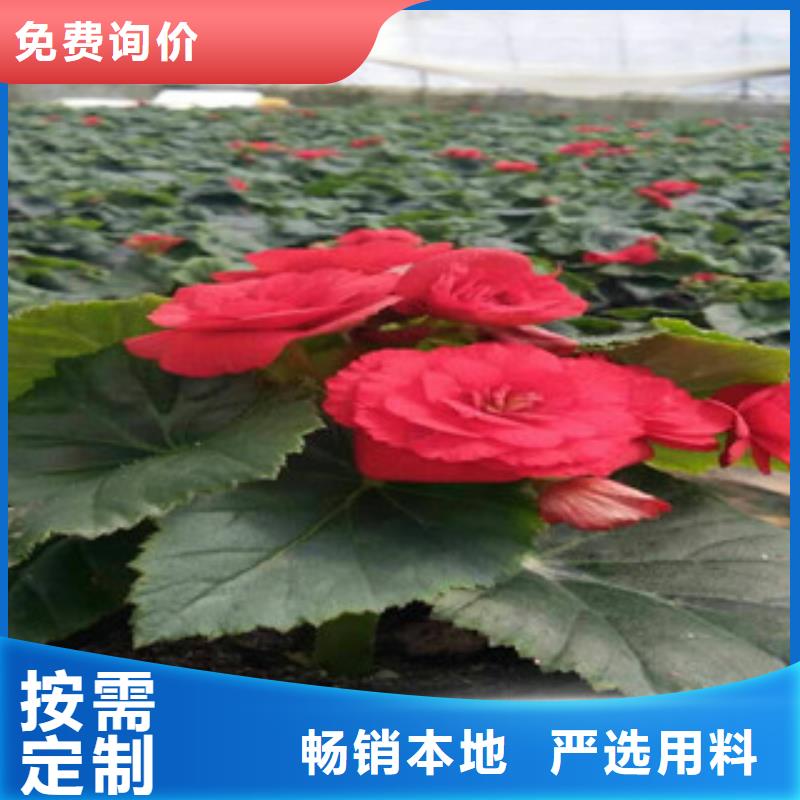 【时令草花耐寒耐旱草花基地厂家实力大】