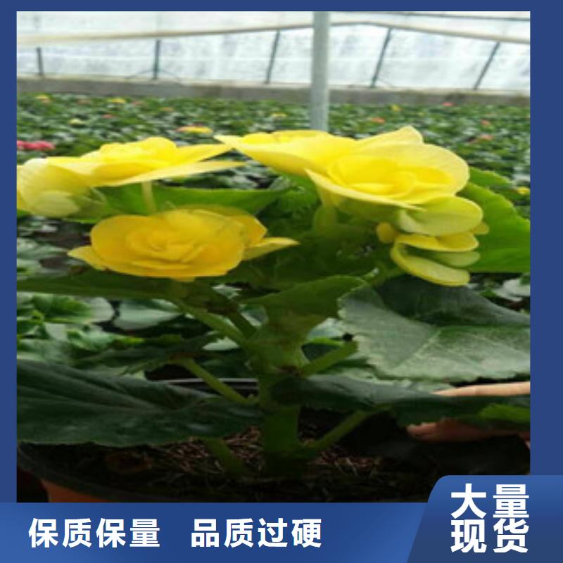 【时令草花】时令花卉/绿化草花价格快速发货