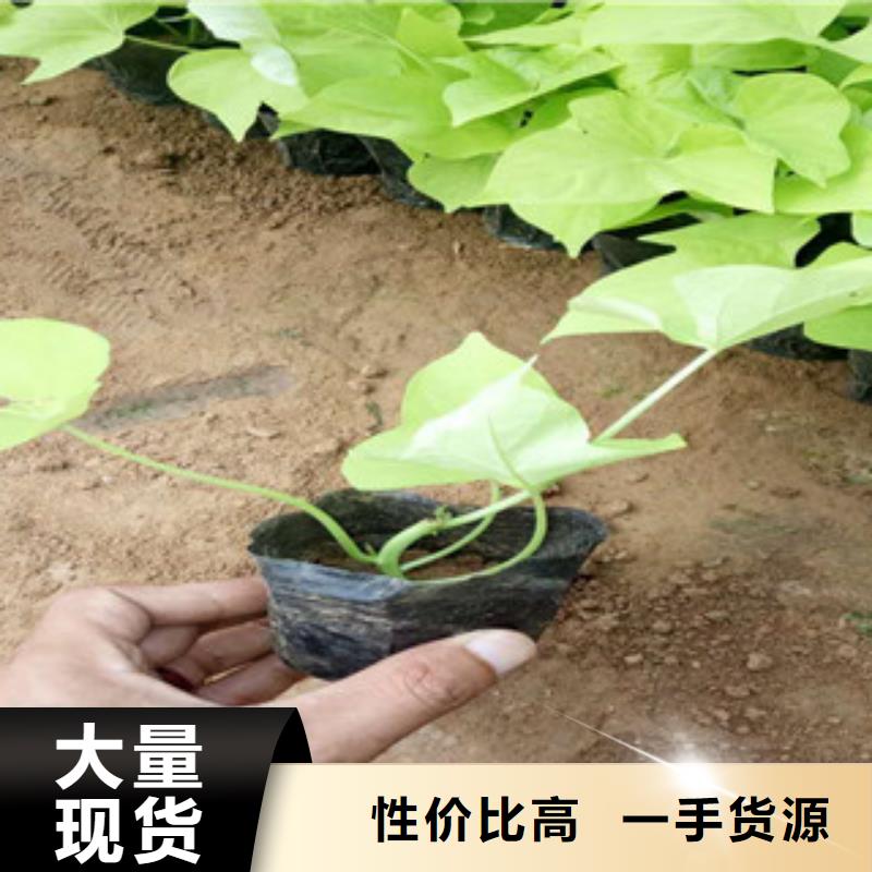 时令草花观赏草/蒲苇狼尾草产地货源