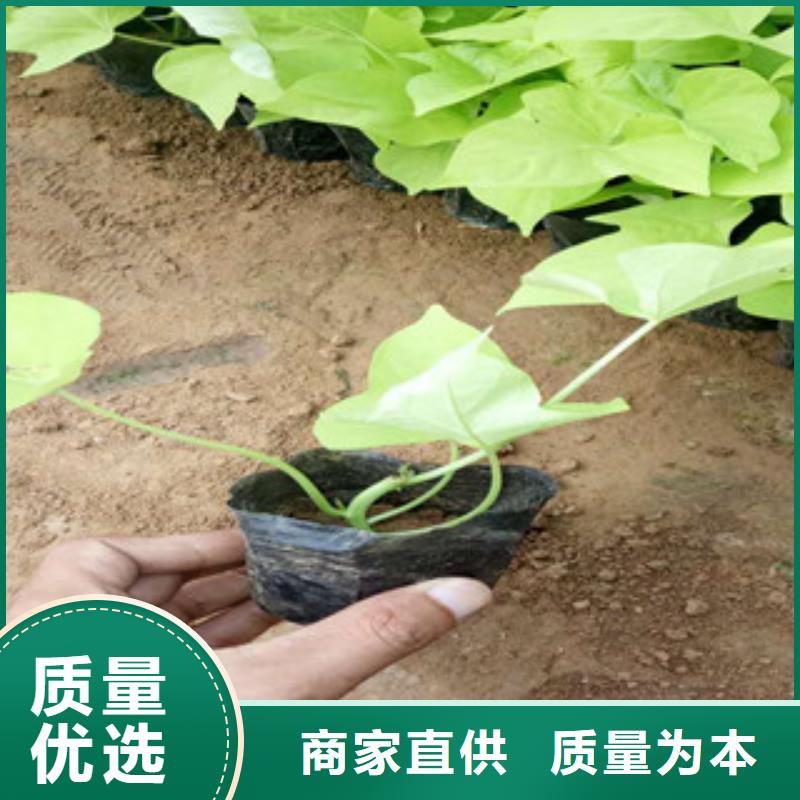 【时令草花柳叶马鞭草/薰衣草好产品放心购】