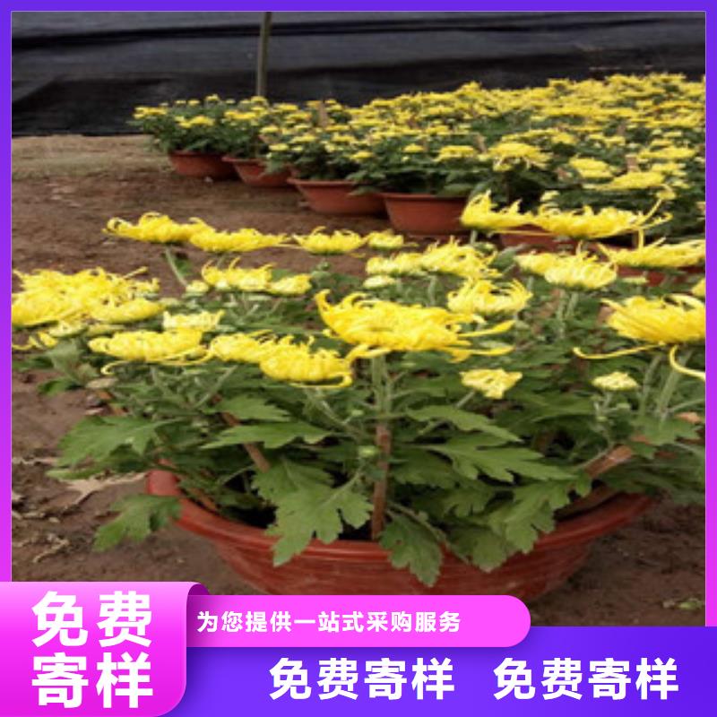 时令草花花海景观工程源头厂源头货