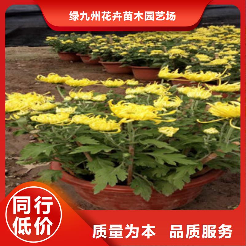 【时令草花耐寒耐旱草花基地当地货源】