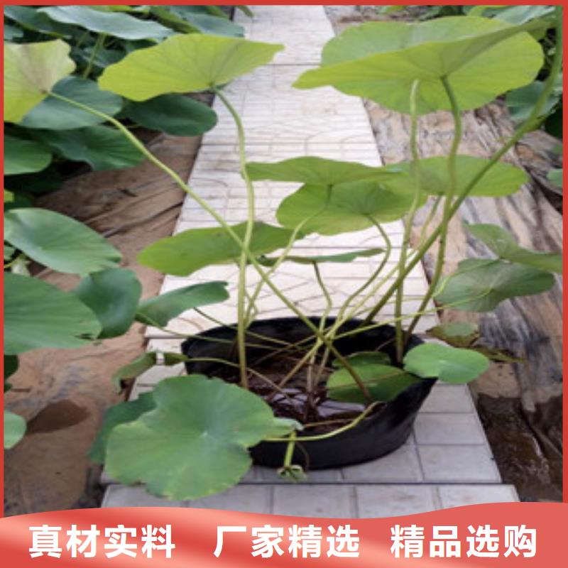 时令草花【花海景观工程】产地直供