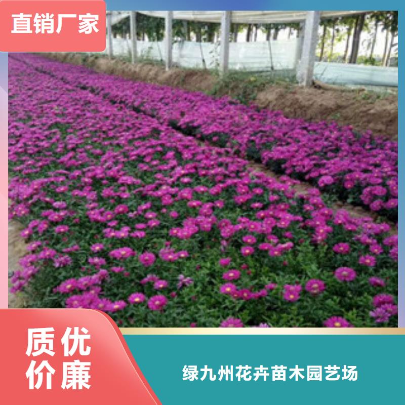 时令草花【花海景观工程】产地直供