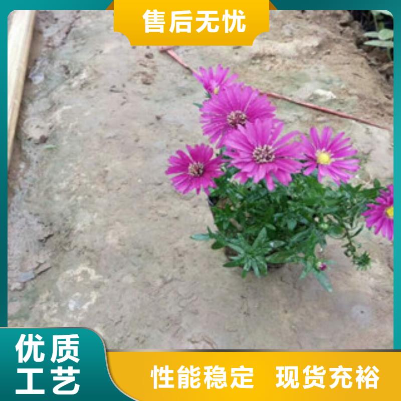 时令草花_五一国庆草花批发客户好评