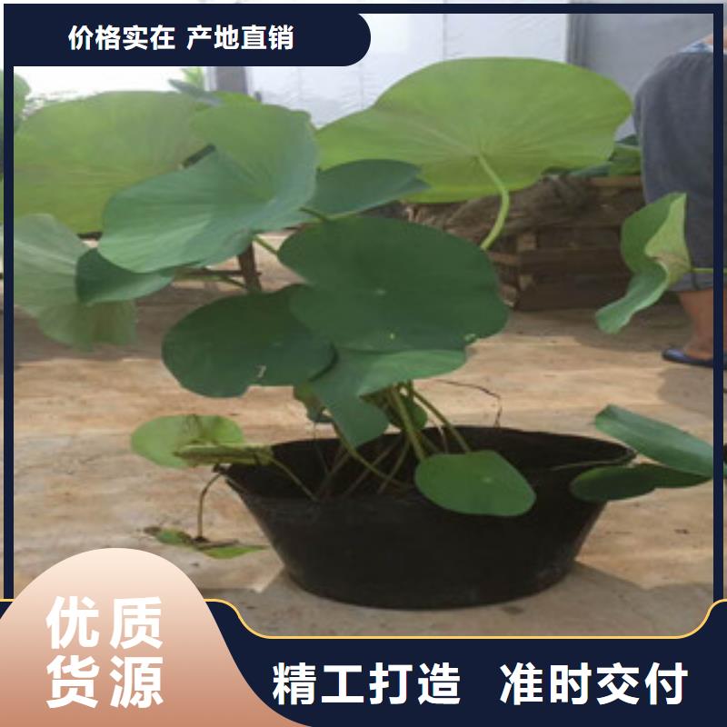 时令草花_五一国庆草花批发规格型号全